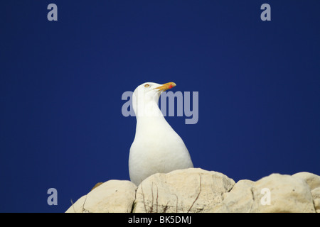 Un goéland perché sur une falaise de craie à Seaford Head, East Sussex, Angleterre. Banque D'Images