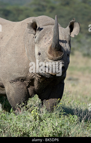 Le rhinocéros noir (hook-lipped rhinoceros) (Diceros bicornis), Parc national du lac Nakuru, Kenya, Afrique de l'Est, l'Afrique Banque D'Images