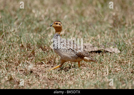 Francolin Coqui Peliperdix mâle (la playa), Parc national du lac Nakuru, Kenya, Afrique de l'Est, l'Afrique Banque D'Images