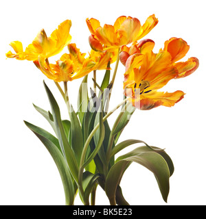 Orange et jaune fleurs tulipes perroquet vert avec feuilles et tiges isolé sur un fond blanc, pur Banque D'Images