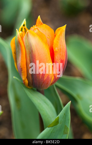 Tulipa 'Princesse Irene' ou 'Prinses Irene, seul début Tulip Banque D'Images