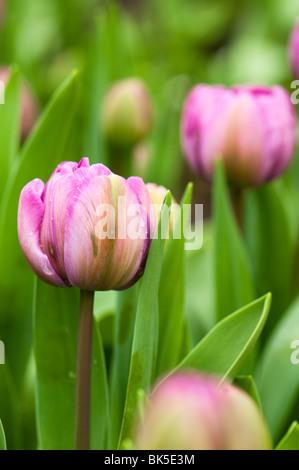 Tulip 'Blue Diamond' en fleurs à l'Eden Project Banque D'Images