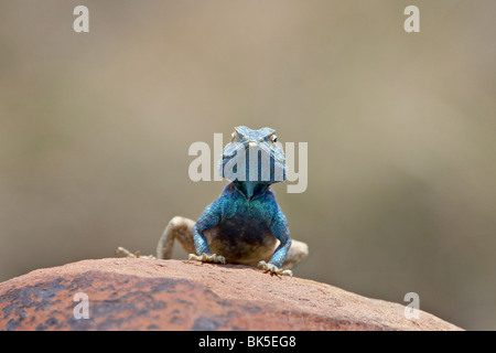 Le rock sudiste (Agama agama atra atra), Mountain Zebra National Park, Afrique du Sud, l'Afrique Banque D'Images