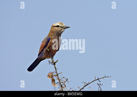 Rufus-couronné (Rouleau rouleau violet) (Coracias naevia), Kruger National Park, Afrique du Sud, l'Afrique Banque D'Images