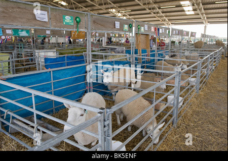 Pays du Nord moutons Cheviot dans les bergeries au Great Yorkshire Show. Banque D'Images