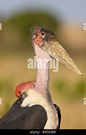 Marabou stork (crumeniferus Flamant rose (Phoenicopterus ruber), Masai Mara National Reserve, Kenya, Afrique de l'Est, l'Afrique Banque D'Images