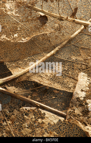 Les feuilles décomposées de magnolia sprengeri Banque D'Images
