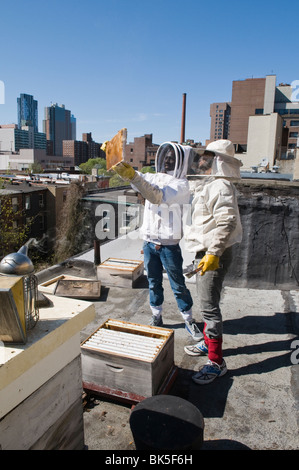 Les apiculteurs urbains l'inspection de leurs abeilles, sur un toit de Brooklyn, New York, USA Banque D'Images