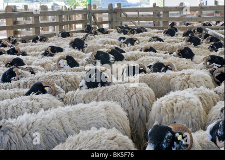 Troupeau de moutons de Swaledale surpeuplés dans des enclos de moutons attendant la compétition de tonte - Great Yorkshire show Ground, Harrogate, North Yorkshire, Angleterre Royaume-Uni.