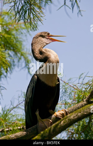 Anhinga perchés dans tree Banque D'Images