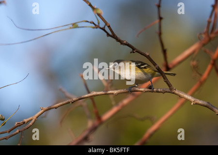 Viréo à tête bleue (Vireo solitarius solitarius) en plumage d'automne frais. Banque D'Images