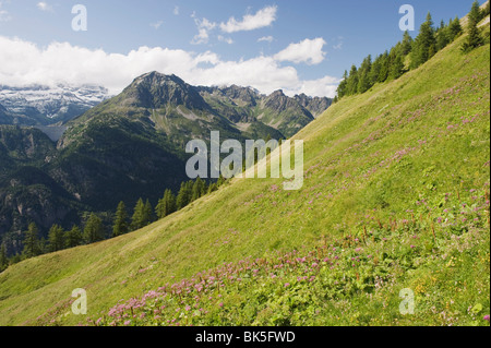 Fleurs d'été, vallée de Chamonix, Rhône-Alpes, France, Europe Banque D'Images