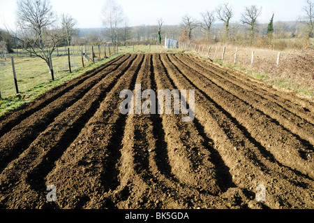 Stock photo d'un jardin de légumes fraîchement préparés. Banque D'Images