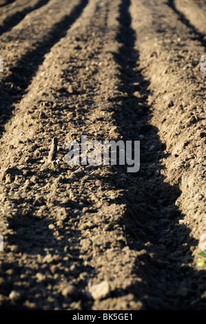 Stock photo d'un jardin de légumes fraîchement préparés. Banque D'Images