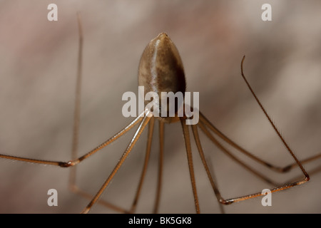 Une araignée de cave (alias Daddy Long Legs) est suspendu la tête en bas dans son site web, dans le sous-sol d'une maison. Banque D'Images