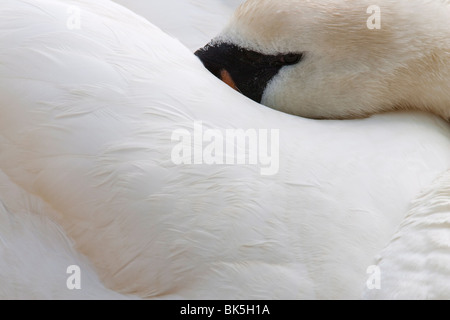 Mute swan (Cygnus olor), le repos, l'Abbotsbury Swannery, Dorset, Angleterre, Royaume-Uni, Europe Banque D'Images