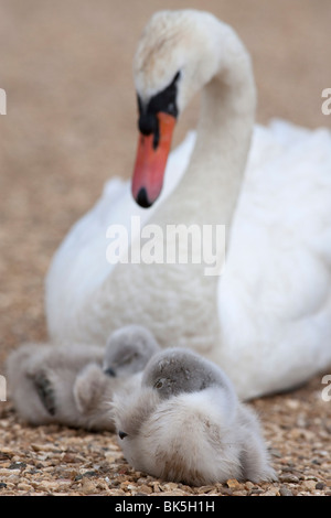 Avec cygnets Cygne tuberculé (Cygnus olor), Abbotsbury Swannery, Dorset, Angleterre, Royaume-Uni, Europe Banque D'Images