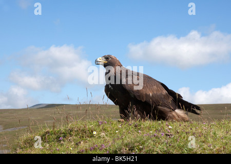 L'aigle royal (Aquila chrysaetos), Royaume-Uni, Europe Banque D'Images