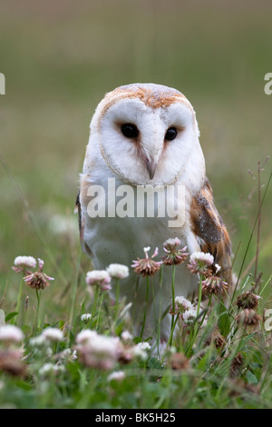 Effraie des clochers (Tyto alba), en été pré, captive, Royaume-Uni, Europe Banque D'Images