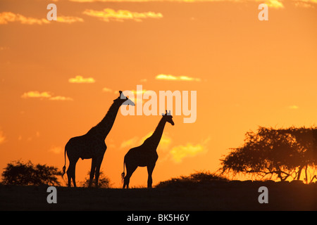 Les Girafes (Giraffa camelopardalis), en silhouette au coucher du soleil, Parc National d'Etosha, Namibie, Afrique Banque D'Images