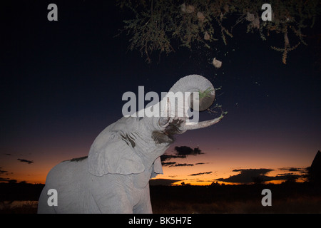 L'éléphant africain (Loxodonta africana), parcourt au crépuscule, point d'Okaukuejo, Etosha National Park, Namibie, Afrique Banque D'Images