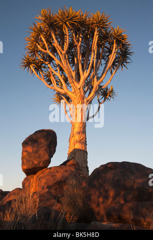 Quiver Tree (Aloe dichotoma), forêt Quiver Tree, Keetmanshoop, Namibie, Afrique Banque D'Images