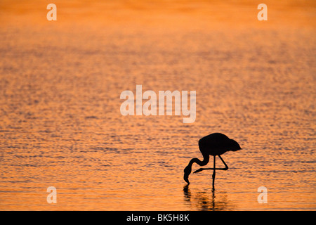 Flamant rose (Phoenicopterus ruber), au crépuscule, lagune de Walvis Bay, en Namibie, Afrique Banque D'Images
