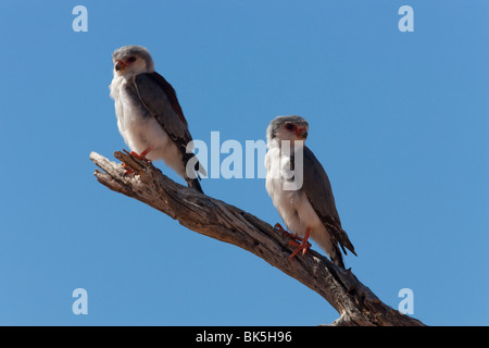 Falcon pygmée paire (Polihierax semitorquatus), Kgalagadi Transfrontier Park, Northern Cape, Afrique du Sud, l'Afrique Banque D'Images