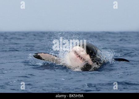 Grand requin blanc (Carcharodon carcharias), violer, Seal Island, False Bay, Cape Town, Afrique du Sud, l'Afrique Banque D'Images