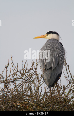 Des profils Héron cendré (Ardea cinerea) sur son nid Banque D'Images