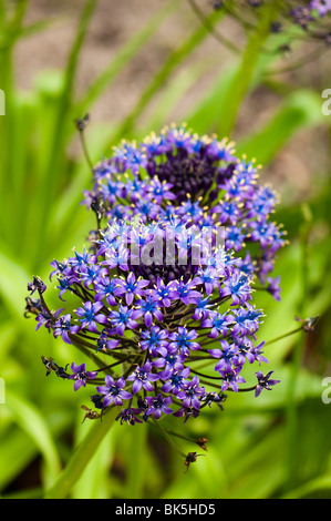 Lys, Scilla peruviana cubain, en fleurs dans le biome méditerranéen de l''Eden Project à Cornwall Banque D'Images