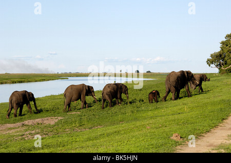 Les éléphants sur rivière, Chobe National Park, Botswana, Africa Banque D'Images