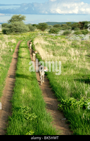 Trois guépards le long chemin dans le parc national d'Etosha, Namibie, Afrique Banque D'Images