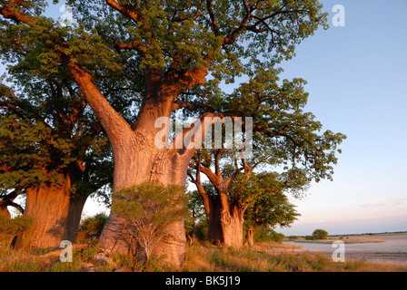 Baines baobabs, Nxai Pan, Botswana, Africa Banque D'Images