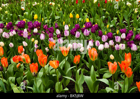 Tulip et mixtes à l'intérieur de l'affichage de la jonquille biome méditerranéen de l''Eden Project à Cornwall au printemps Banque D'Images