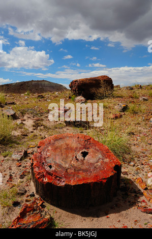 Section d'un tronc d'arbre pétrifié dans le Parc National de la Forêt Pétrifiée, Arizona, USA Banque D'Images