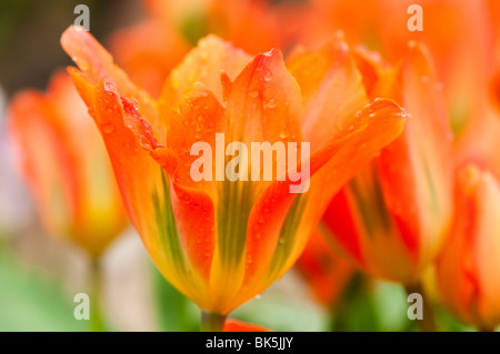 Tulip 'Orange Emperor' à l'Eden Project à Cornwall Banque D'Images