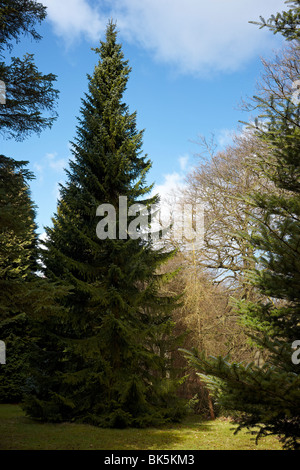 Picea omorika - épinette de Serbie Banque D'Images