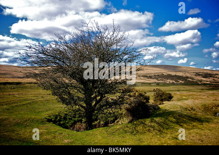 Arbre généalogique exposée au vent à Dartmoor, dans le Devon, Angleterre. Banque D'Images