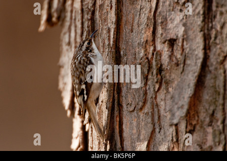 Grimpereau brun à la recherche de nourriture sur Maple Tree Banque D'Images