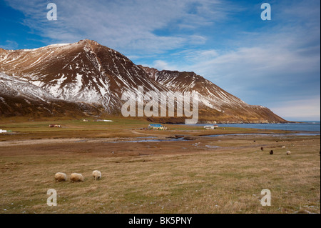 Fermes et de moutons en Njardvik, vallée de Borgarfjordur Eystri fjord dans la distance, Fjords de l'Est, l'Islande, les régions polaires Banque D'Images