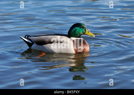 Canard colvert Banque D'Images