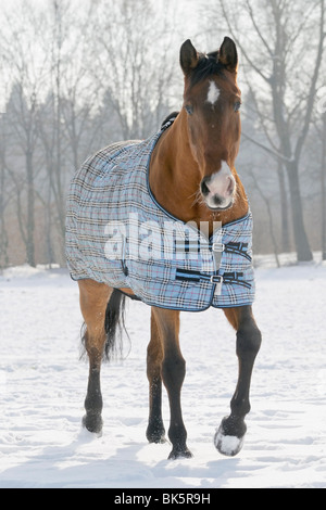 Oldenburg horse race portant un tapis en hiver dans le domaine Banque D'Images