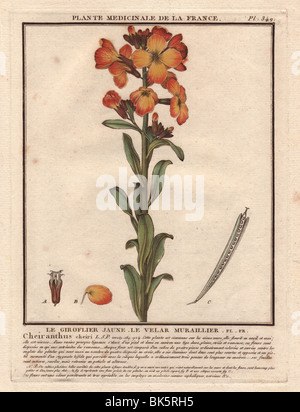 L'Erysimum cheiri (syn. Cheiranthus cheiri giroflée Egée) ou Banque D'Images