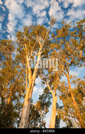 Gomme rouge des arbres dans la forêt près de Barmah Echuca, Australie. Banque D'Images