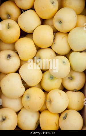 Pommes biologiques Banque D'Images