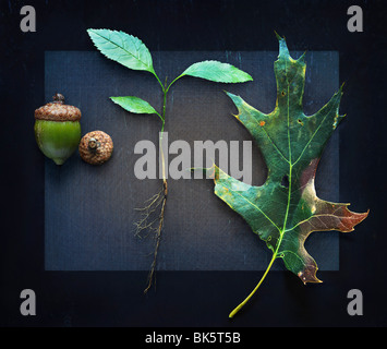 Trois étapes de la croissance de l'arbre de chêne avec des racines et des feuilles, des glands Banque D'Images