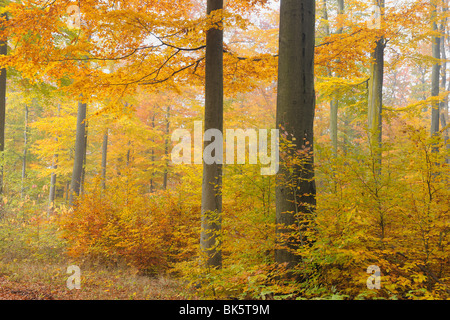 Forêt de hêtres en automne, Spessart, Bavaria, Germany Banque D'Images