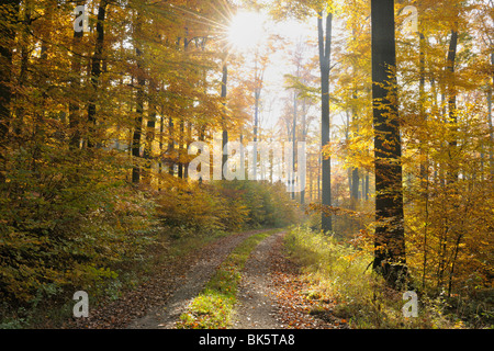 Forêt de hêtres en automne, Spessart, Bavaria, Germany Banque D'Images