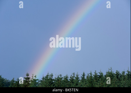 Arc-en-ciel sur les arbres, Salzbourg, Autriche Banque D'Images